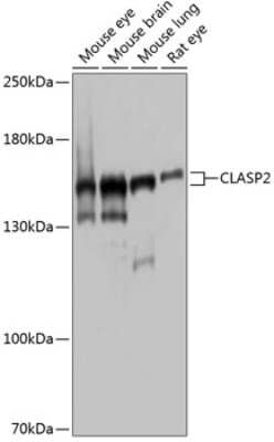 Western Blot: CLASP2 AntibodyBSA Free [NBP2-92444]