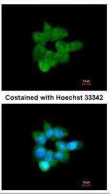 Immunocytochemistry/ Immunofluorescence: CLCA1 Antibody [NBP1-31129]