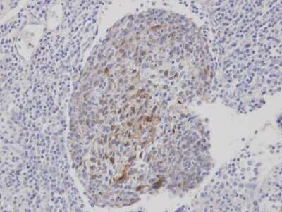 Immunohistochemistry-Paraffin: CLCA1 Antibody [NBP1-31129]