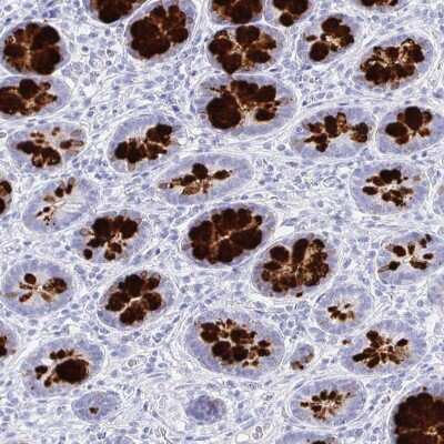 Immunohistochemistry-Paraffin: CLCA1 Antibody [NBP2-38869]