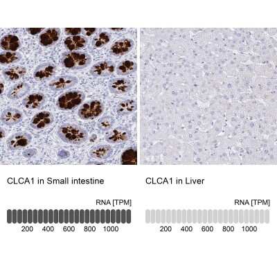 Immunohistochemistry-Paraffin: CLCA1 Antibody [NBP2-38869]