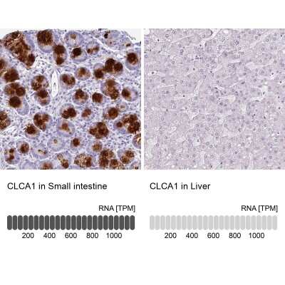 Immunohistochemistry-Paraffin: CLCA1 Antibody [NBP2-49060]