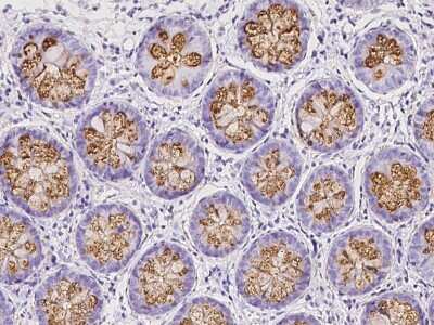 Immunohistochemistry-Paraffin: CLCA1 Antibody [NBP2-99573]