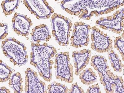 Immunohistochemistry-Paraffin: CLCA1 Antibody [NBP2-99573]