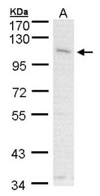 Western Blot: CLCA1 Antibody [NBP1-31129]