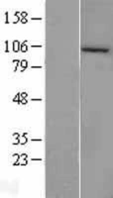 Western Blot: CLCA4 Overexpression Lysate [NBL1-09229]