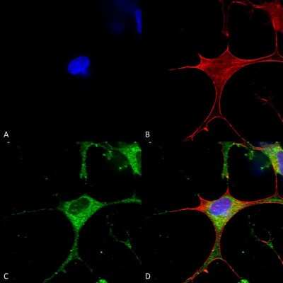 Immunocytochemistry/ Immunofluorescence: CLCN3 Antibody (S258-5) [NBP2-59379]