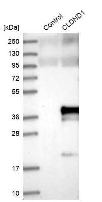 Western Blot: CLDND1 Antibody [NBP1-86790]