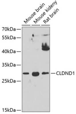 Western Blot: CLDND1 AntibodyBSA Free [NBP2-92420]