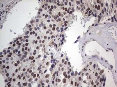 Immunohistochemistry: CLE7 homolog Antibody (OTI2A4) - Azide and BSA Free [NBP2-71940]