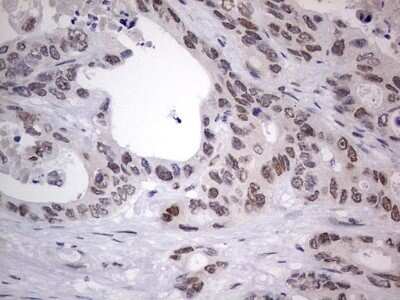 Immunohistochemistry: CLE7 homolog Antibody (OTI2A4) - Azide and BSA Free [NBP2-71940]