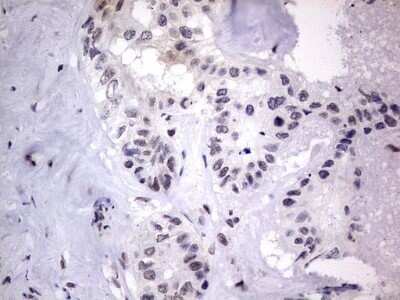 Immunohistochemistry: CLE7 homolog Antibody (OTI2A4) - Azide and BSA Free [NBP2-71940]