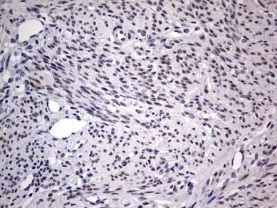 Immunohistochemistry: CLE7 homolog Antibody (OTI2A4) - Azide and BSA Free [NBP2-71940]