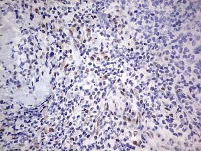 Immunohistochemistry: CLE7 homolog Antibody (OTI2A4) - Azide and BSA Free [NBP2-71940]