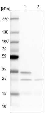 Western Blot: CLE7 homolog Antibody [NBP1-84498]