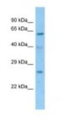 Western Blot: CLE7 homolog Antibody [NBP1-98258]