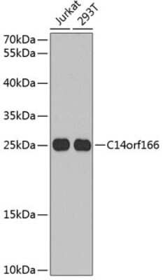 Western Blot: CLE7 homolog AntibodyBSA Free [NBP2-92777]