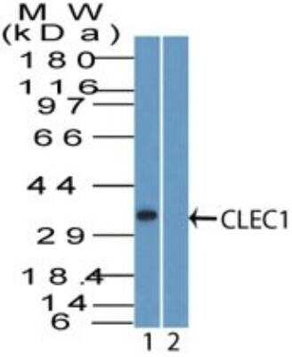 Western Blot: CLEC-1 Antibody [NBP2-27096]