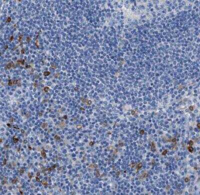 Immunohistochemistry-Paraffin: CLEC10A/CD301 Antibody [NBP1-84591]