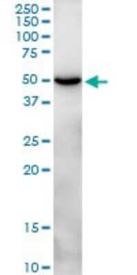 Western Blot: CLEC14A Antibody [H00161198-B01P]