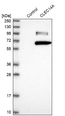 Western Blot: CLEC14A Antibody [NBP2-30854]