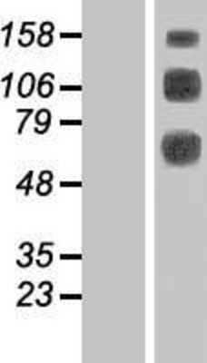 Western Blot: CLEC14A Overexpression Lysate [NBL1-09255]