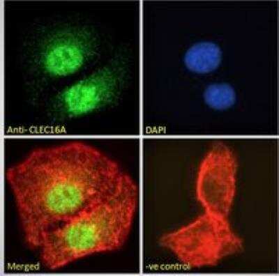 Immunocytochemistry/ Immunofluorescence: CLEC16A Antibody [NBP1-00171]