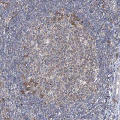 Immunohistochemistry-Paraffin: CLEC16A Antibody [NBP1-81806]