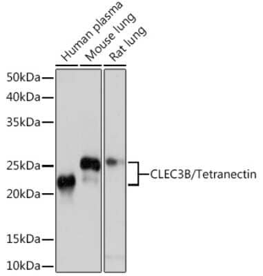 Western Blot: CLEC3B/Tetranectin Antibody (3E5Y7) [NBP3-16399]