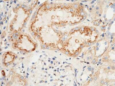 Immunohistochemistry-Paraffin: CLEC3B/Tetranectin Antibody [NBP3-00044]