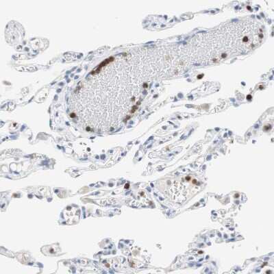 Immunohistochemistry-Paraffin: CLEC4D/CLECSF8 Antibody [NBP1-84445]