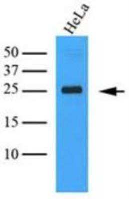 Western Blot: CLEC4E Antibody (16E3)BSA Free [NBP1-49311]