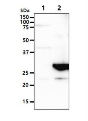 Western Blot: CLEC4E Antibody (16E3)BSA Free [NBP1-49311]