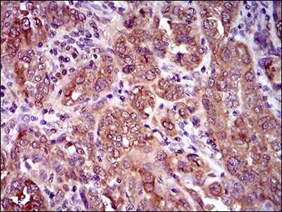 Immunohistochemistry: CLGN Antibody (1C8B6) - BSA Free [NBP2-37348]