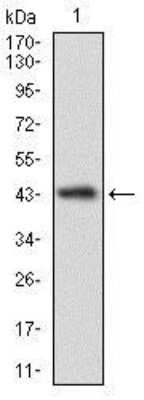 Western Blot: CLGN Antibody (1C8B6)BSA Free [NBP2-37348]