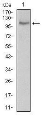 Western Blot: CLGN Antibody (1C8B6)BSA Free [NBP2-37348]