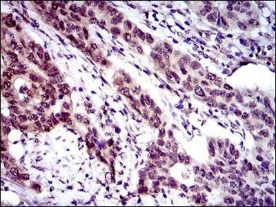 Immunohistochemistry: CLGN Antibody (9C8G10) - BSA Free [NBP2-37395]