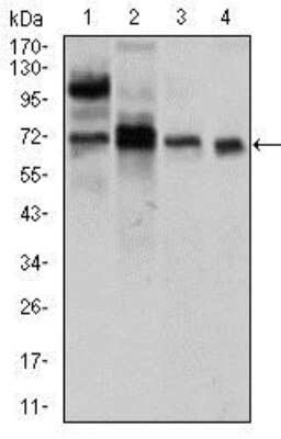 Western Blot: CLGN Antibody (9C8G10)BSA Free [NBP2-37395]