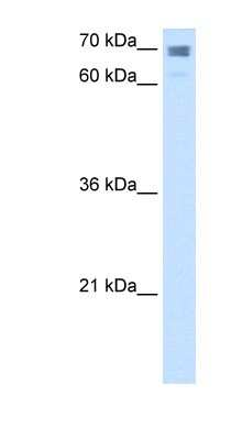 Western Blot: CLGN Antibody [NBP1-62547]