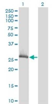 Western Blot: CLIC1 Antibody (3F9) [H00001192-M02]