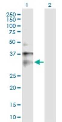 Western Blot: CLIC1 Antibody [H00001192-B01P]