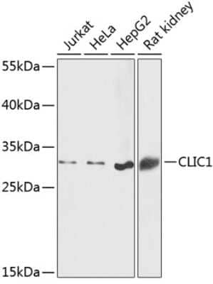 Western Blot: CLIC1 AntibodyBSA Free [NBP2-92860]