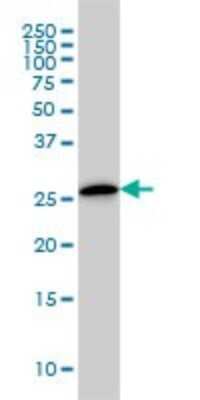 Western Blot: CLIC3 Antibody (3F8) [H00009022-M02]