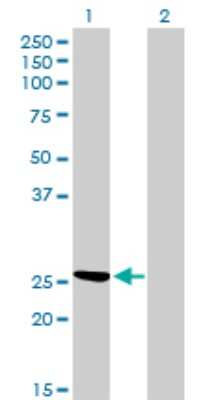Western Blot: CLIC3 Antibody (3F8) [H00009022-M02]