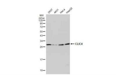 Western Blot: CLIC4 Antibody [NBP1-33474]