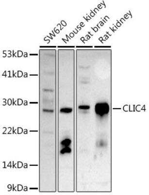 Western Blot: CLIC4 AntibodyBSA Free [NBP2-92908]