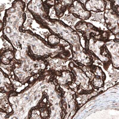 Immunohistochemistry-Paraffin: CLIP170 Antibody (CL4851) [NBP2-61144]