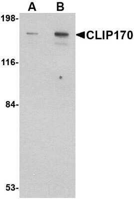 Western Blot: CLIP170 AntibodyBSA Free [NBP1-76921]