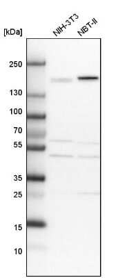 Western Blot: CLIP170 Antibody [NBP1-85568]