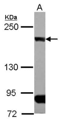 Western Blot: CLIP170 Antibody [NBP2-15917]